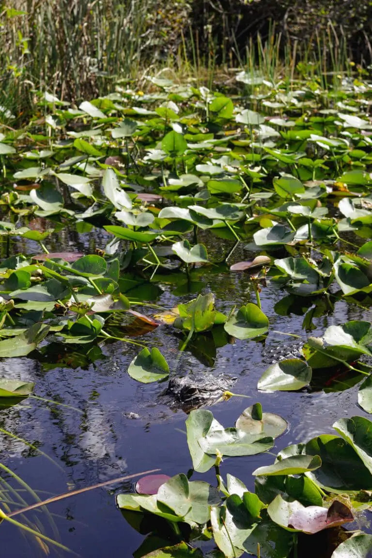 everglades