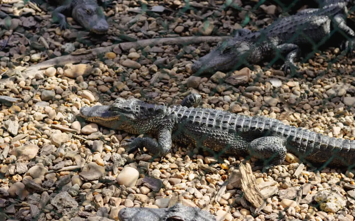 Everglades national park