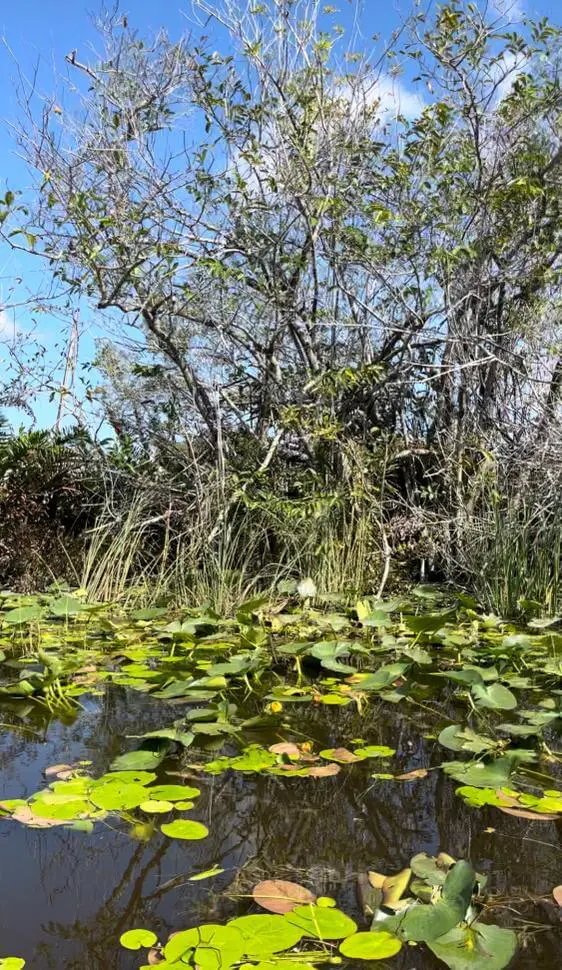 Everglades national park