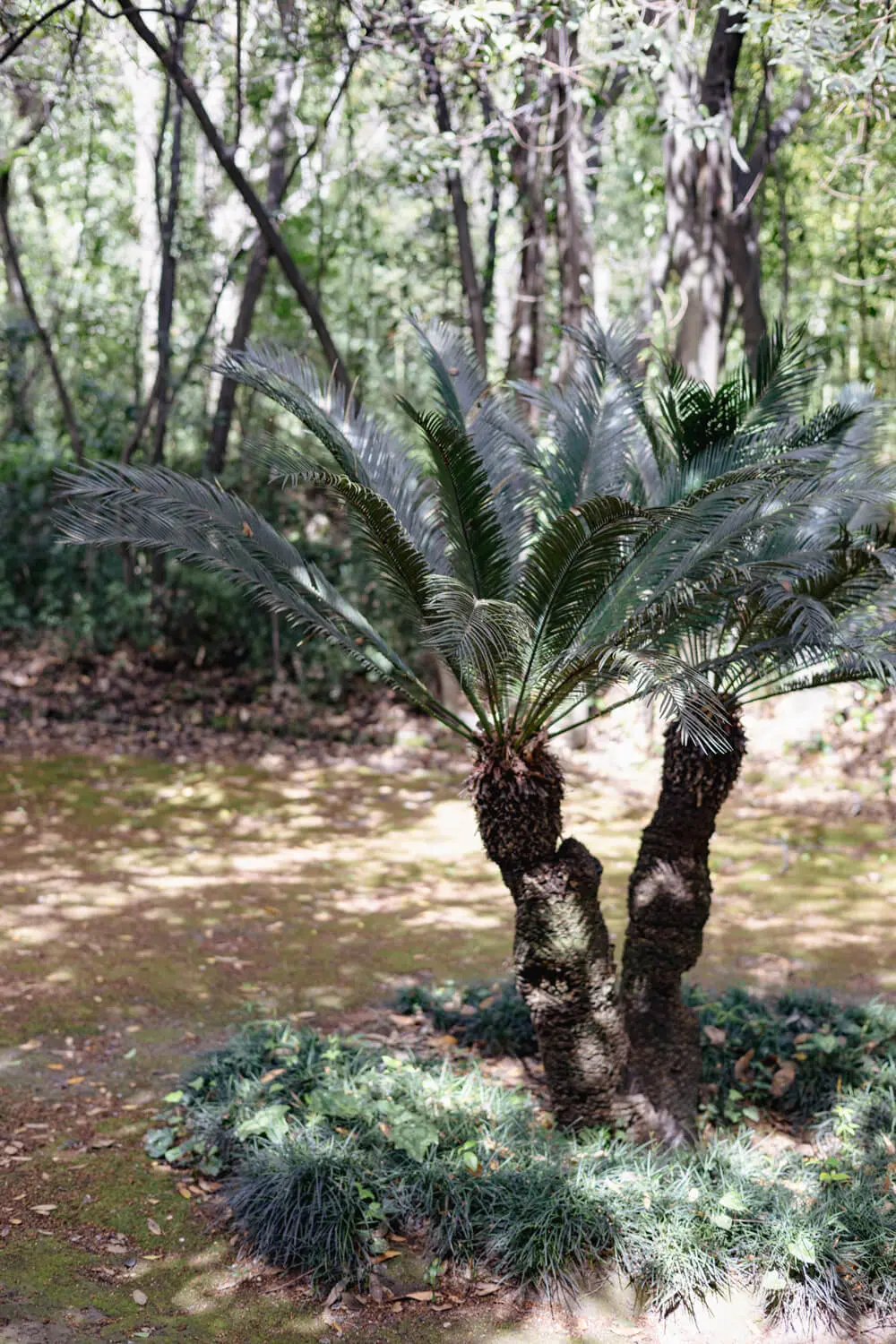 trsteno arboretum croatia