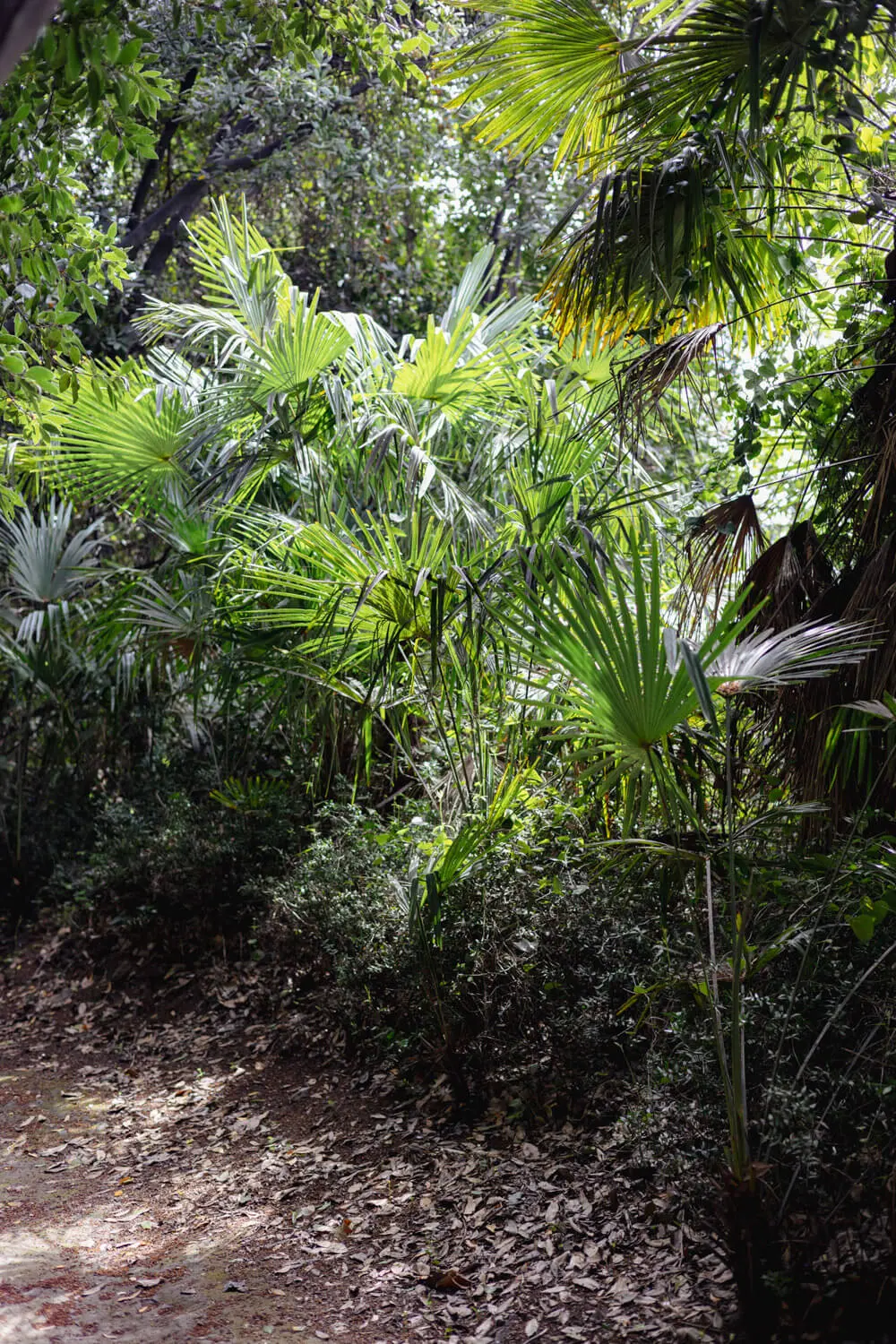 Arboretum trsteno