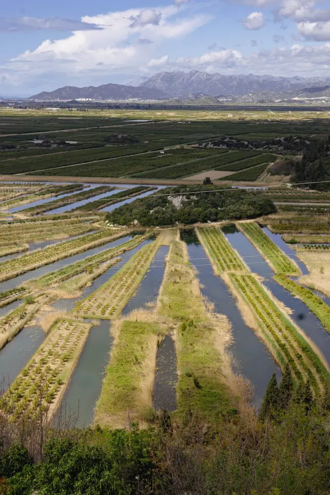 Lush farmland with water channels