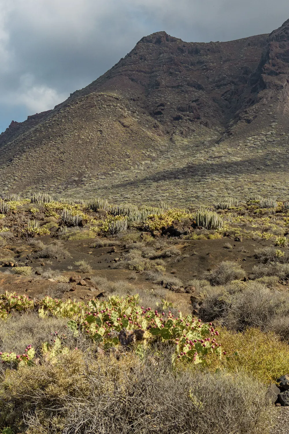 punta de teno