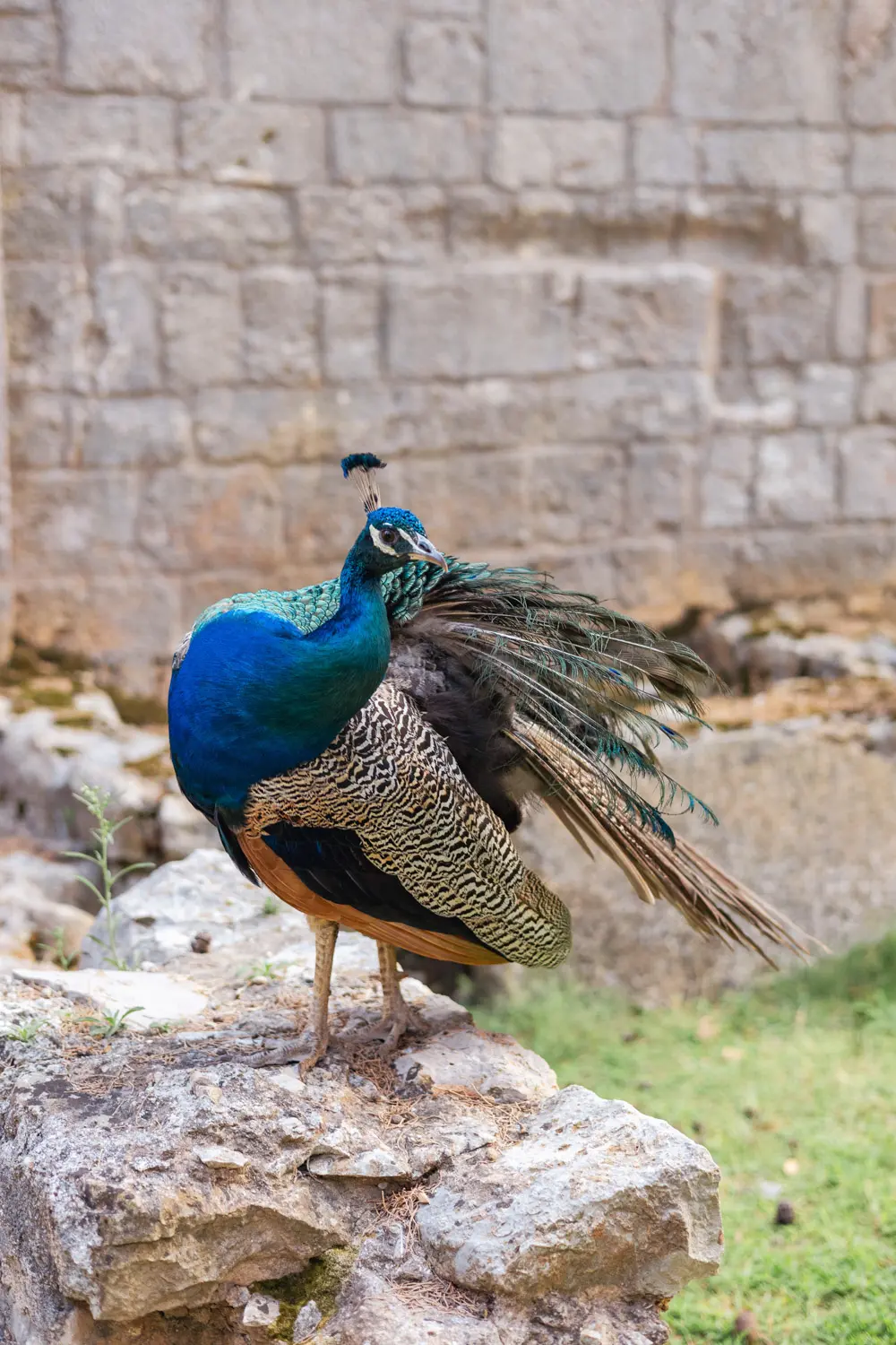lokrum botanical garden
