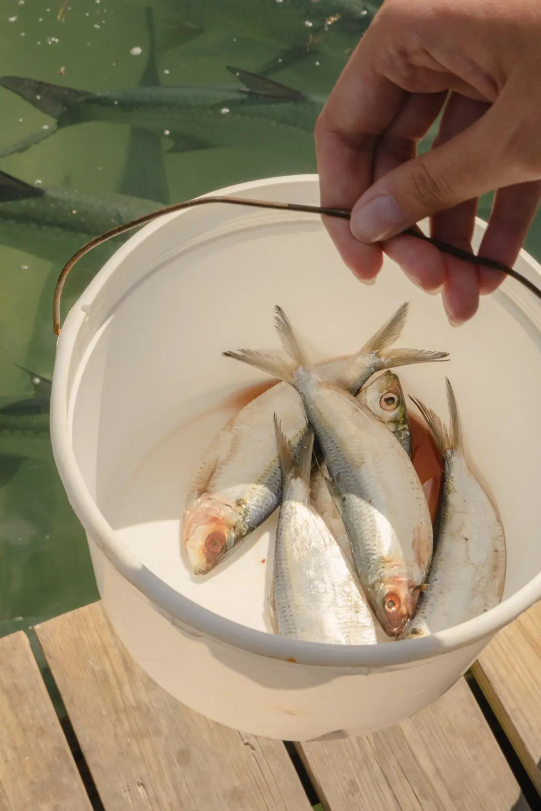 things to do in key largo