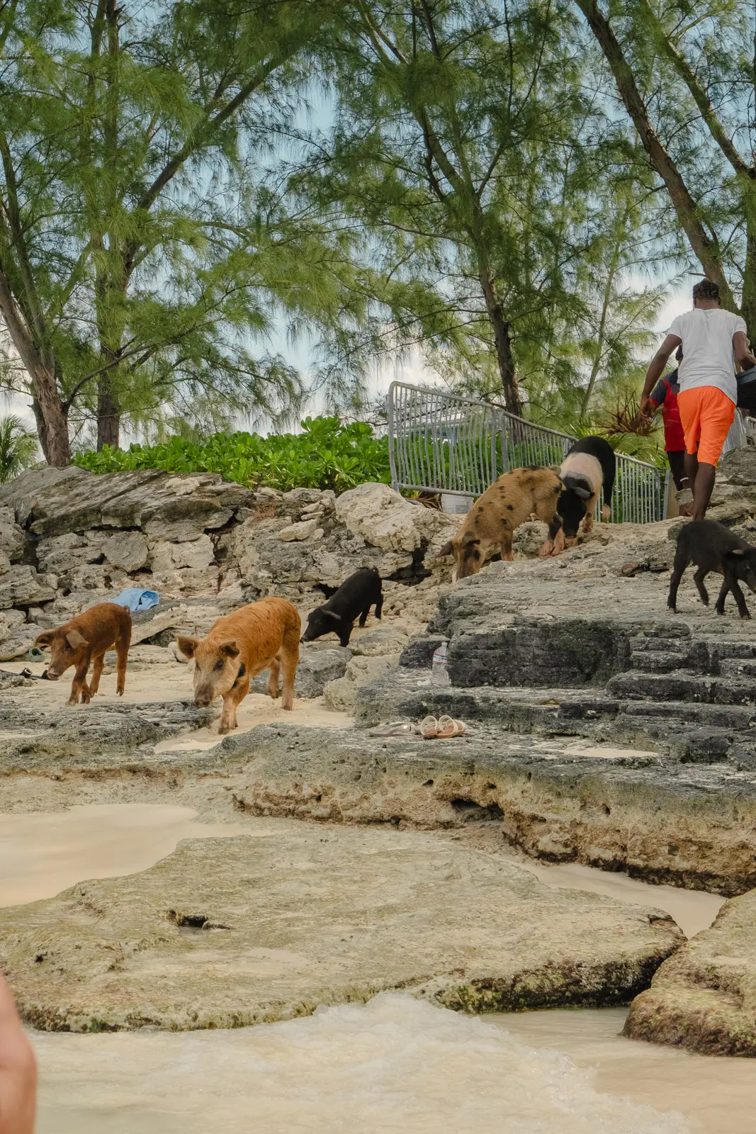 pig beach bahamas tour