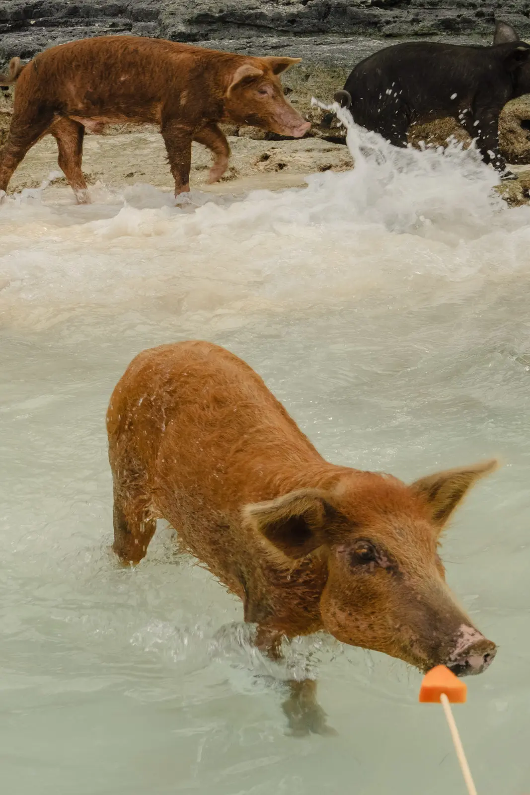 pig beach bahamas tour