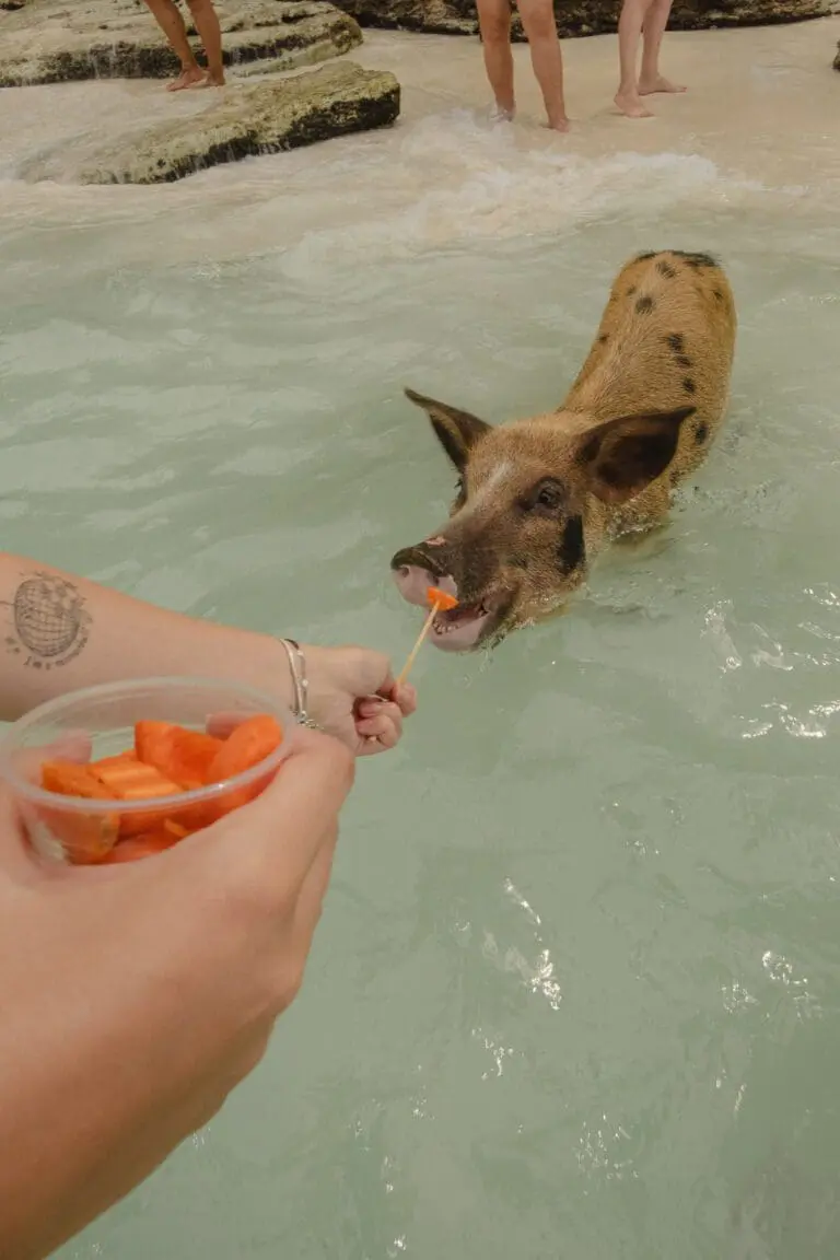 pig beach bahamas tour