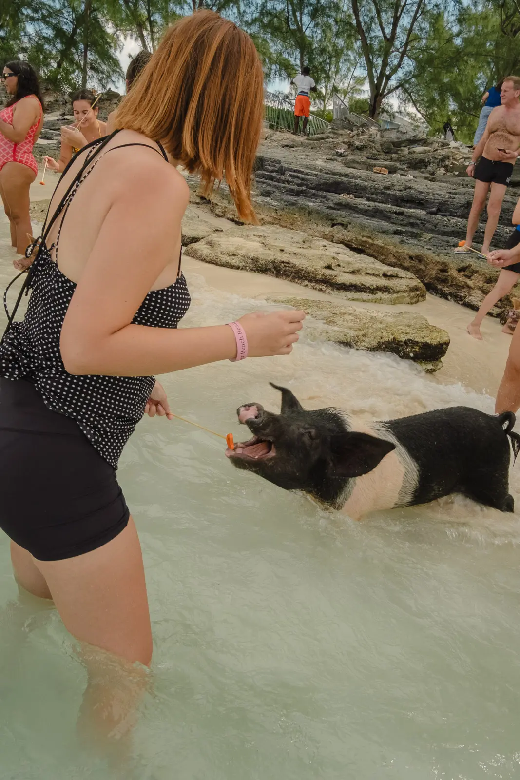 pig beach bahamas tour