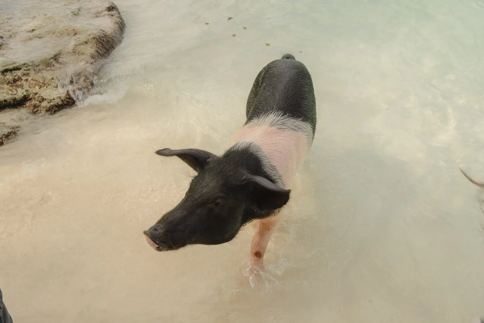 pig beach bahamas tour