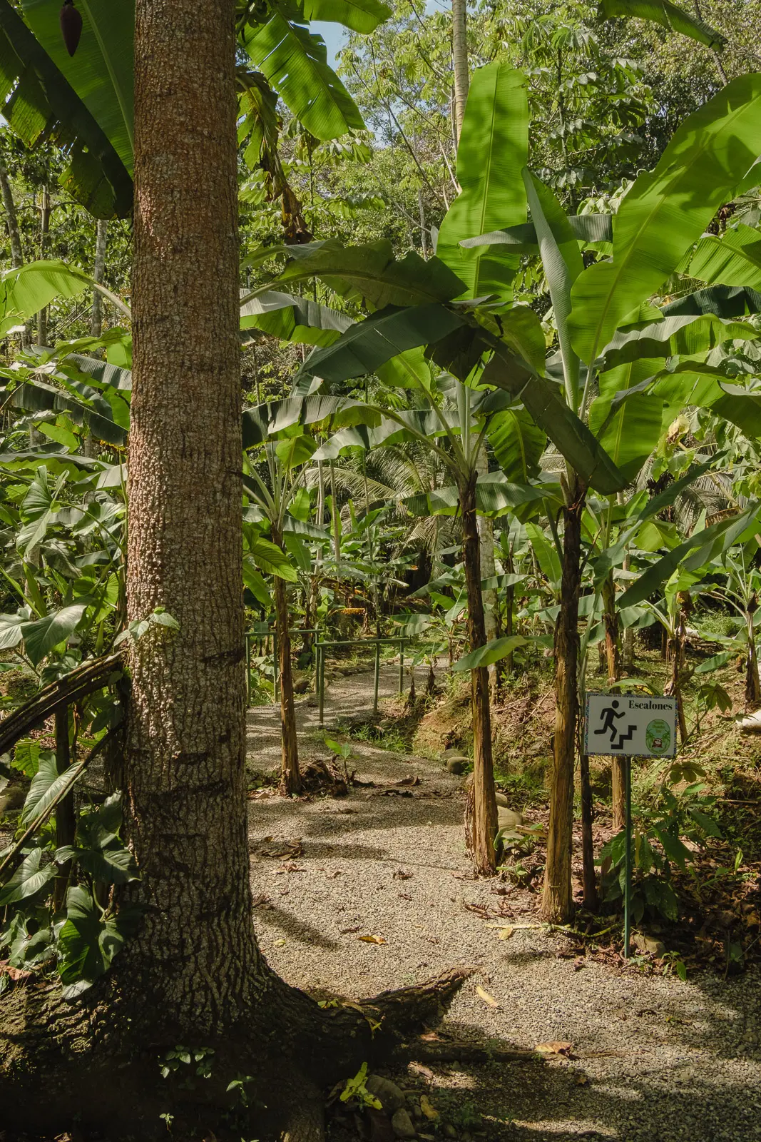 things to do in puerto limon
