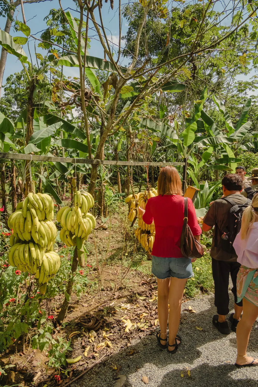 things to do in puerto limon