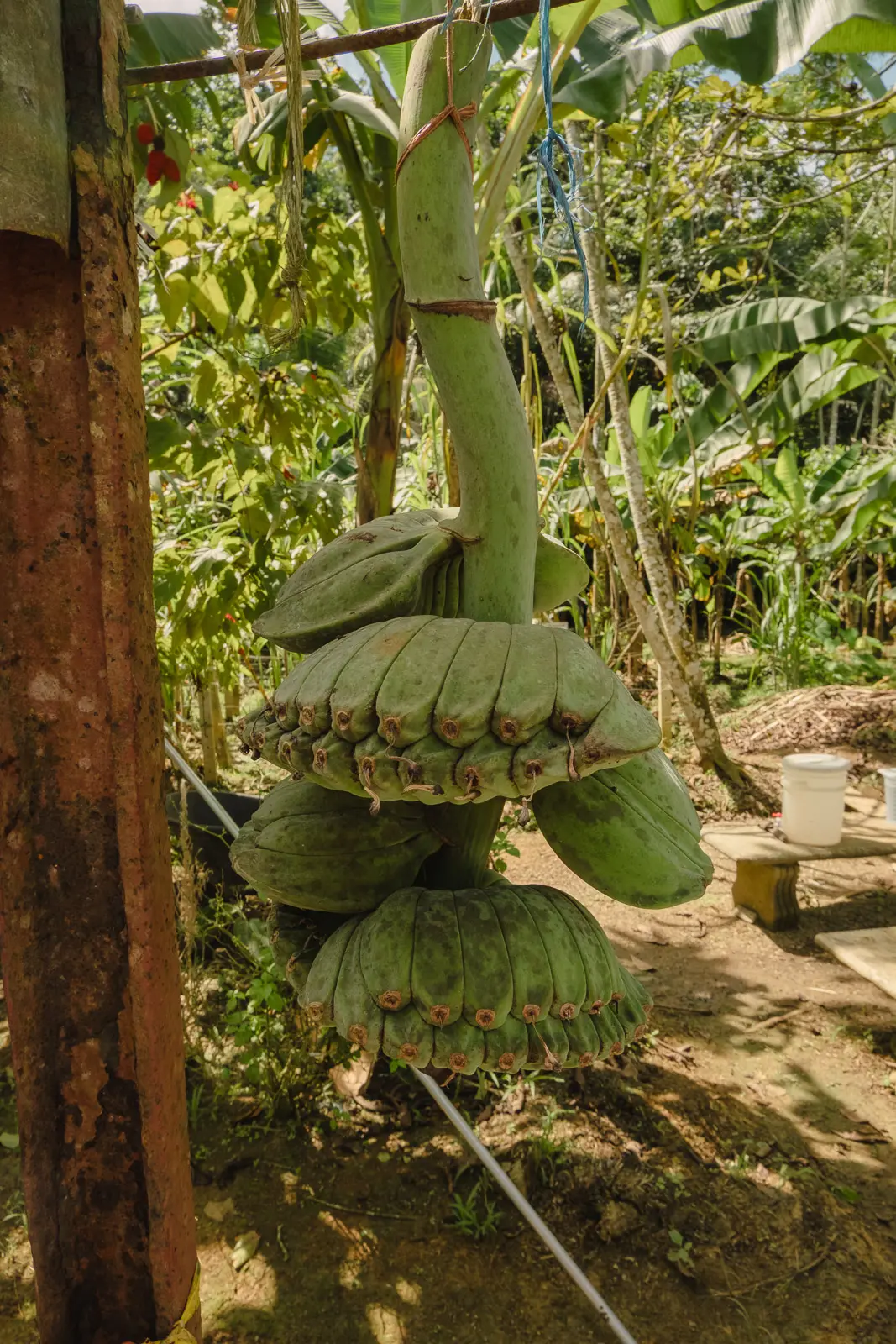 things to do in puerto limon