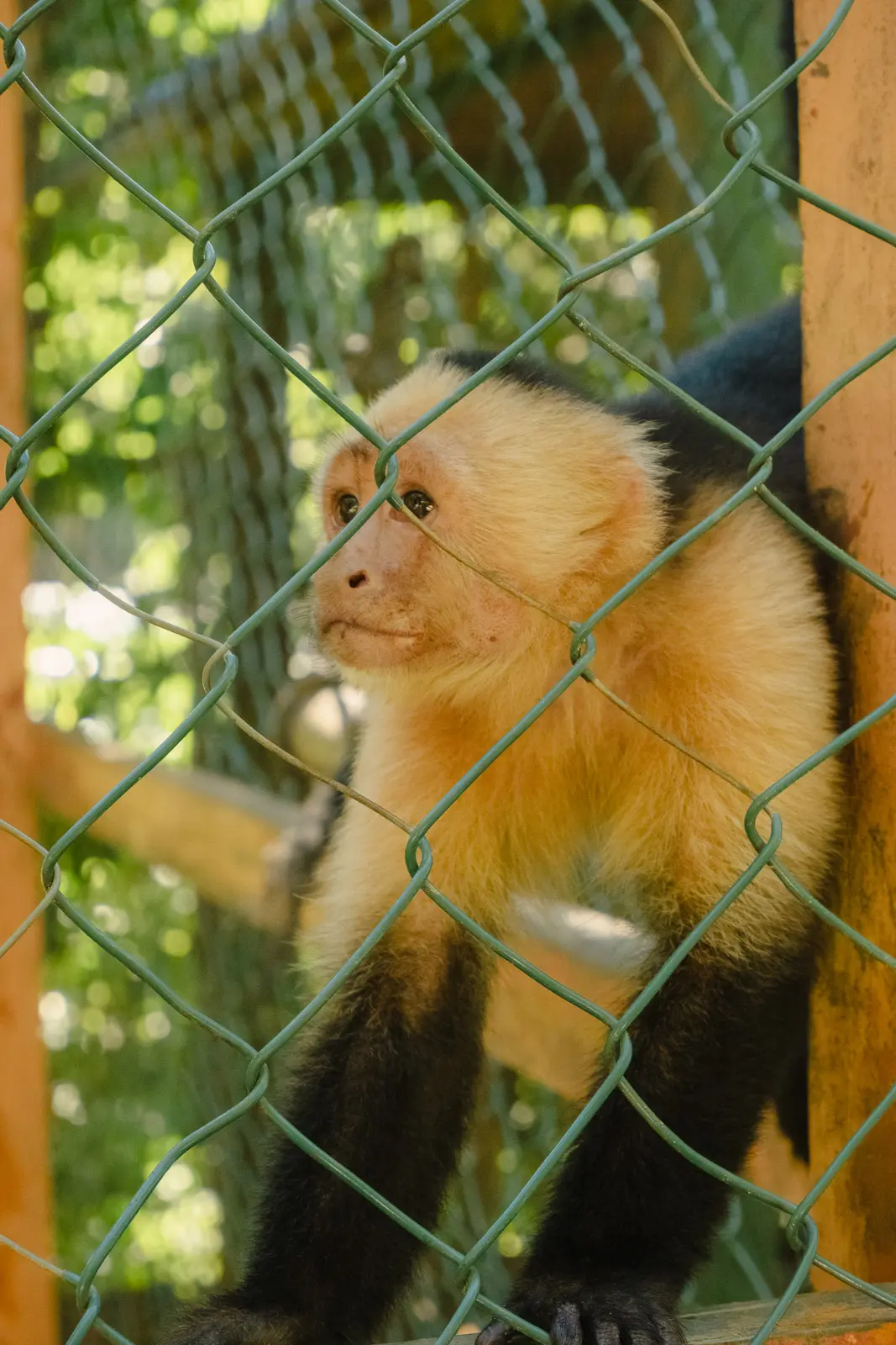 roatan things to do 