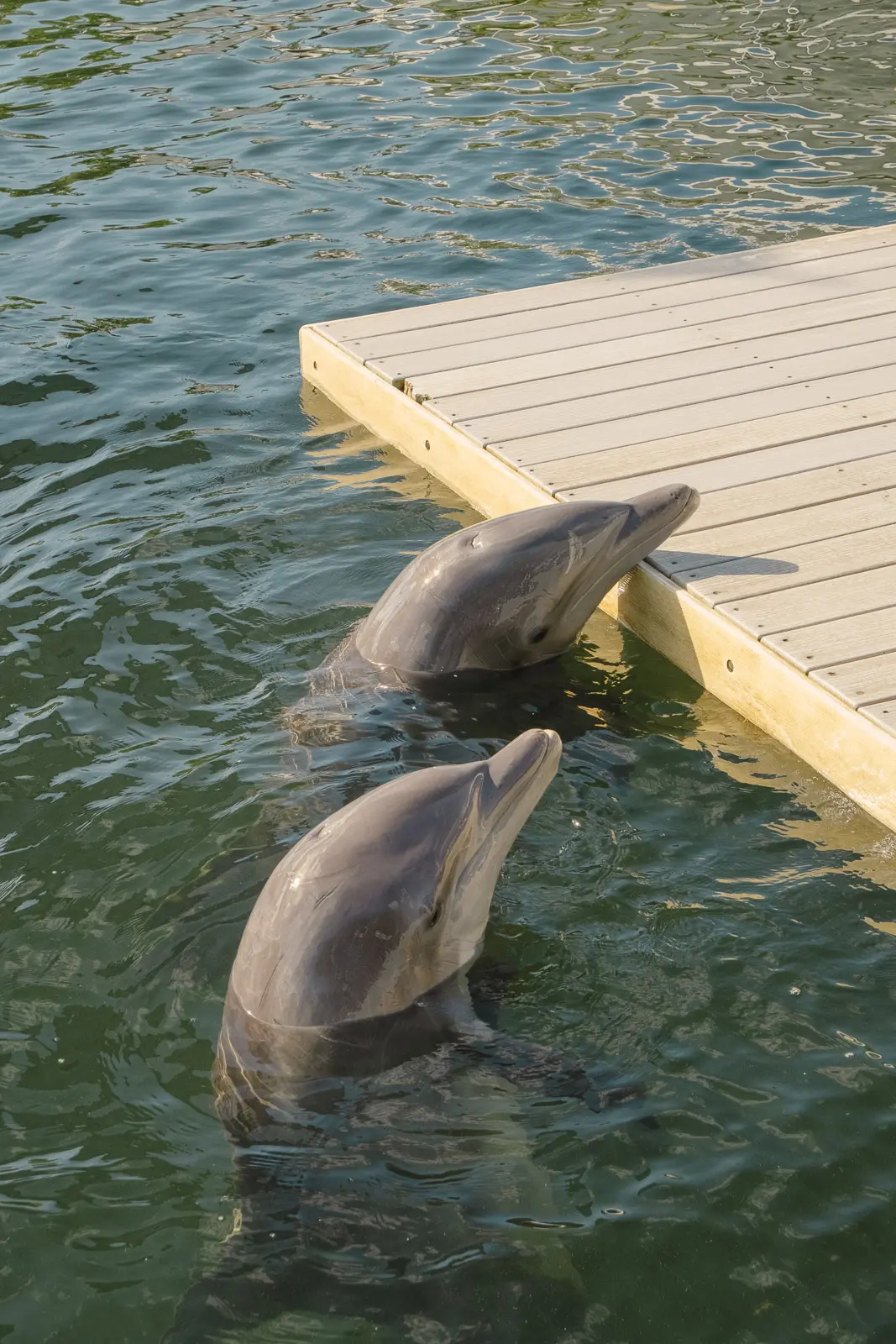 key largo dolphin experience