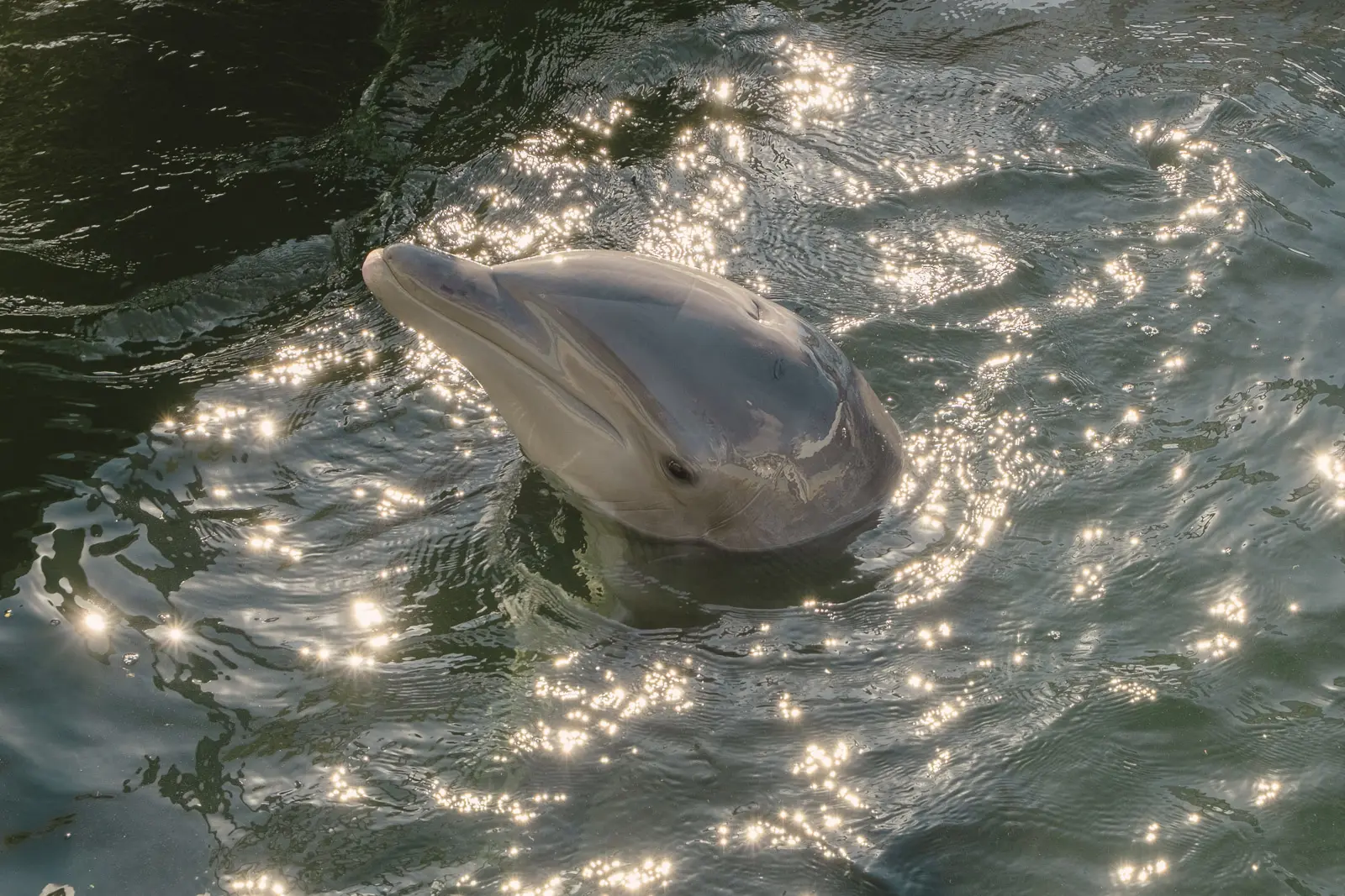 key largo dolphin experience