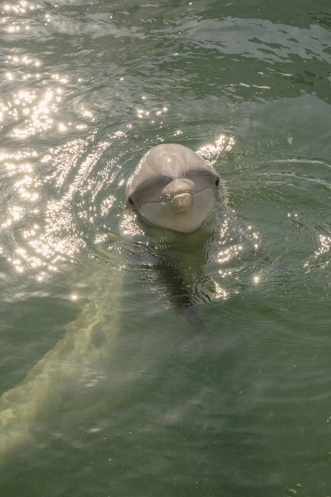 key largo dolphin experience