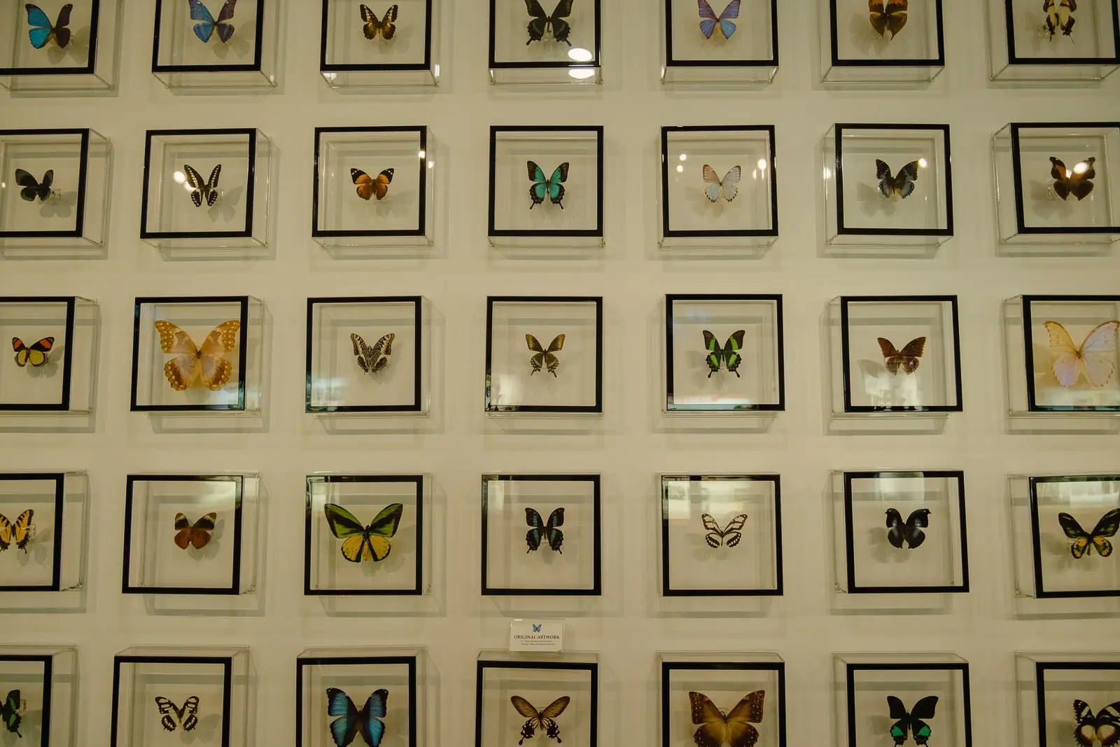 key west butterfly conservatory