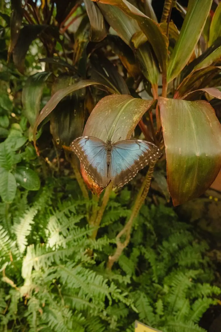 THE KEY WEST BUTTERFLY AND NATURE CONSERVATORY: IS IT WORTH VISITING?