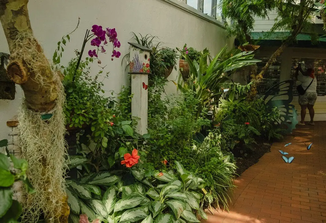 key west butterfly conservatory