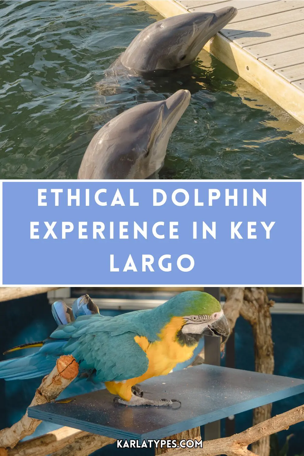 key largo dolphin experience
