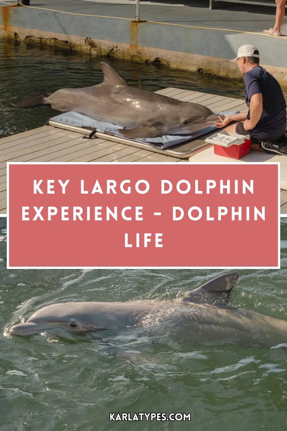key largo dolphin experience