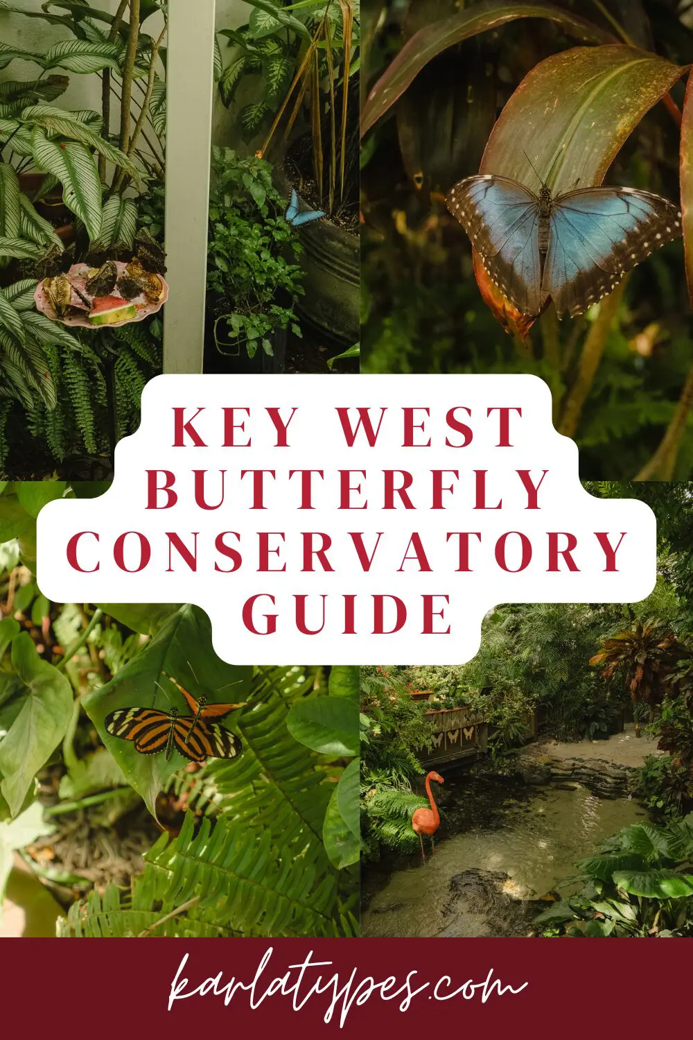 key west butterfly conservatory