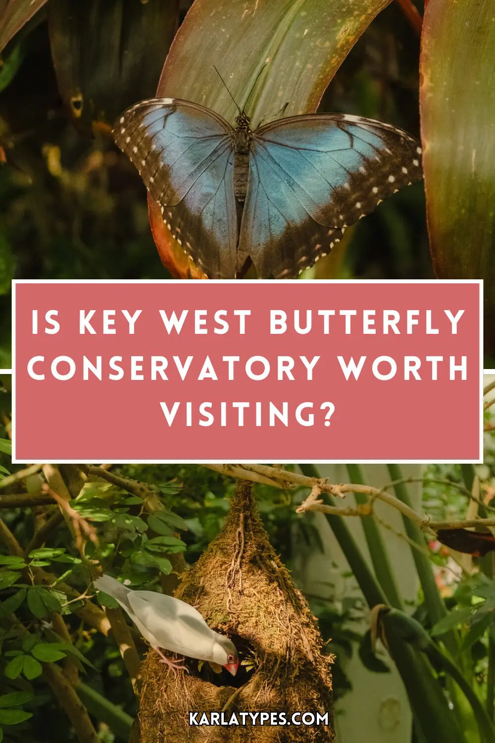 key west butterfly conservatory