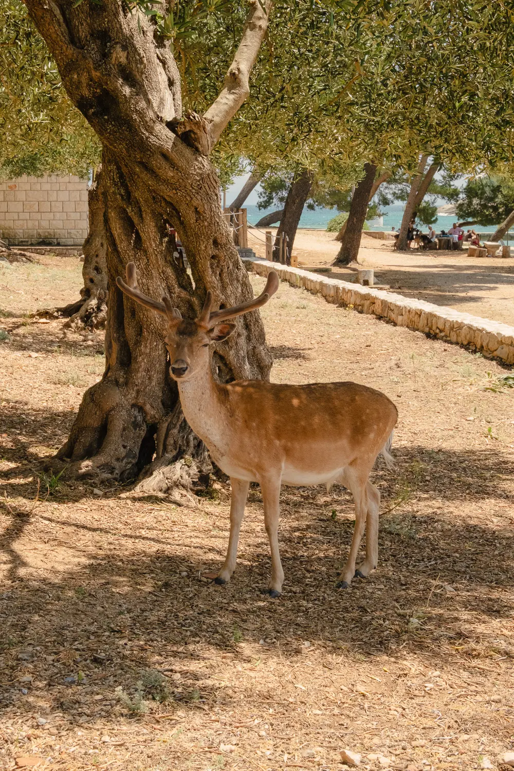is korcula worth visiting