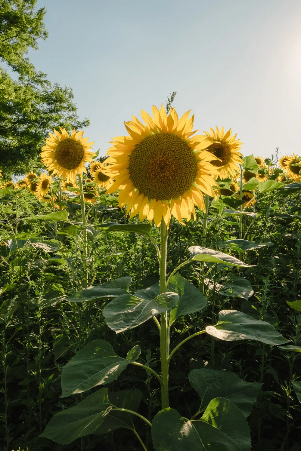 7 days in slavonia and baranja