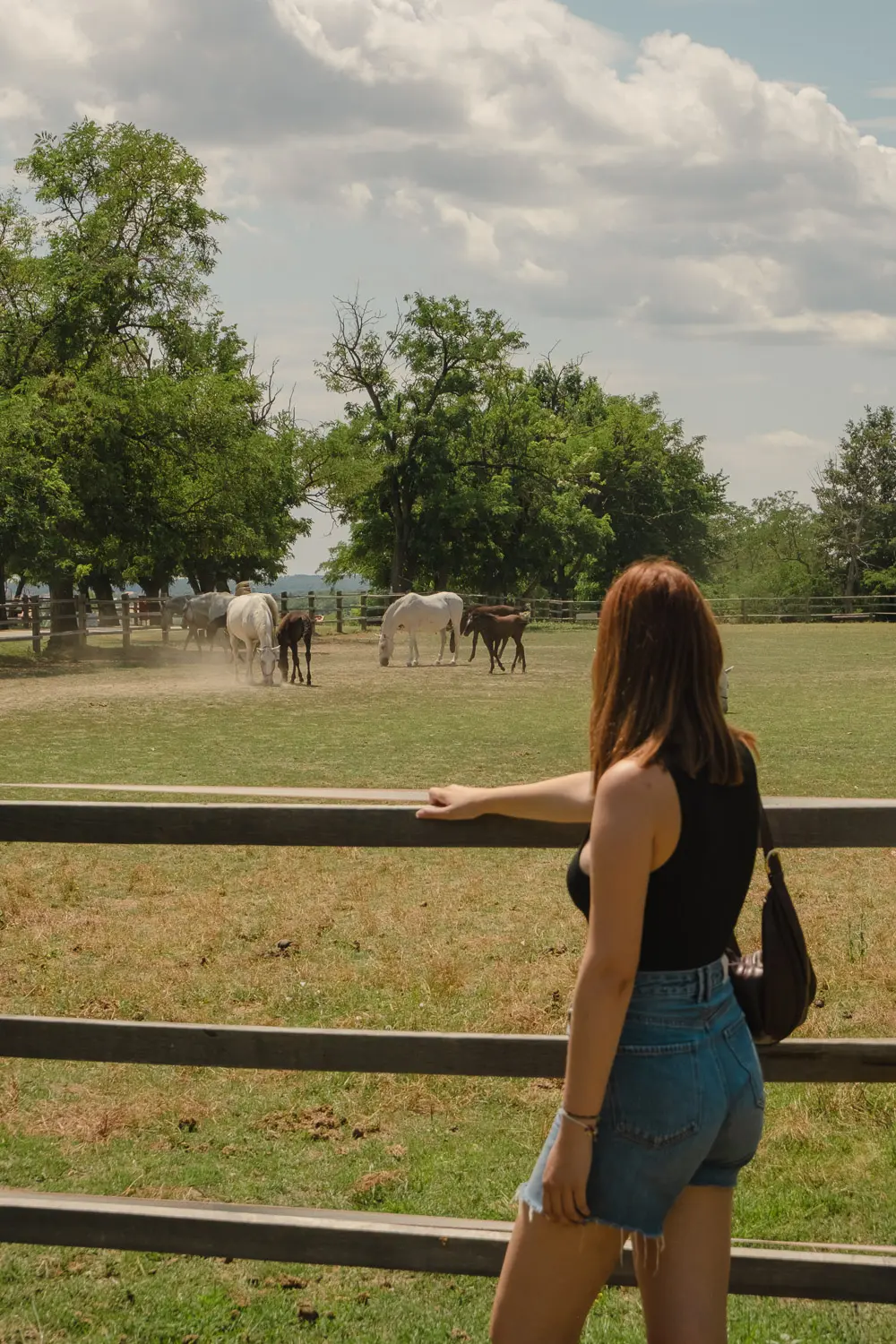 7 days in slavonia and baranja