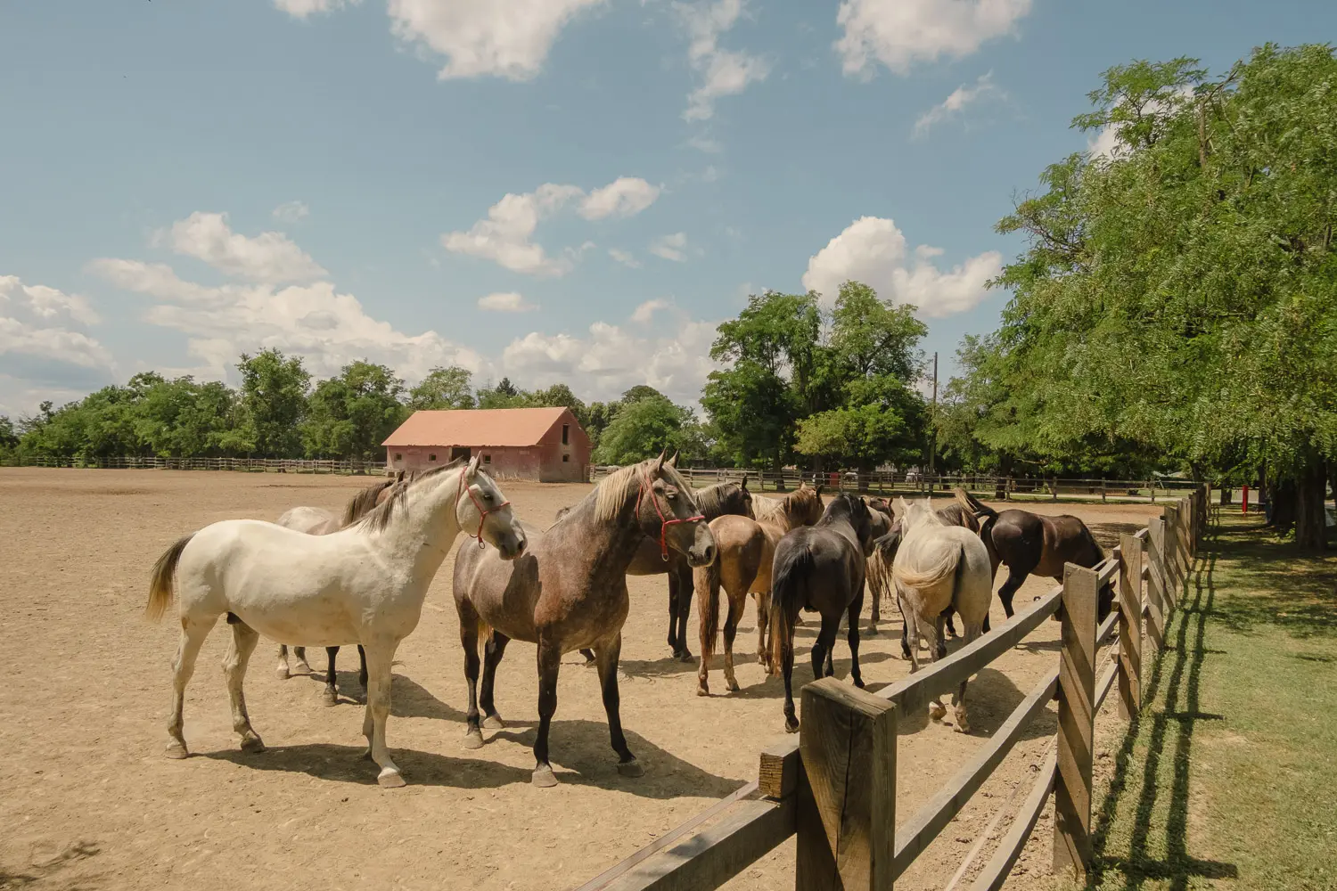 7 days in slavonia and baranja