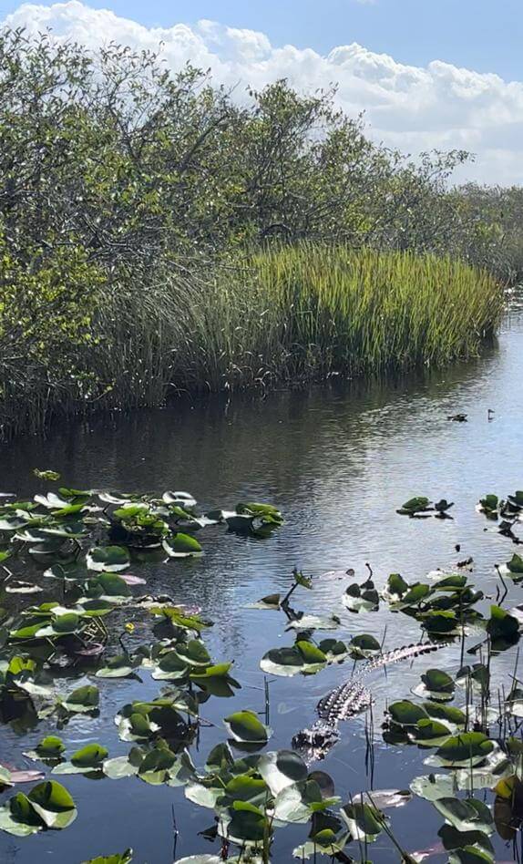 Everglades national park